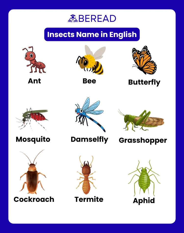 Insects Name in English